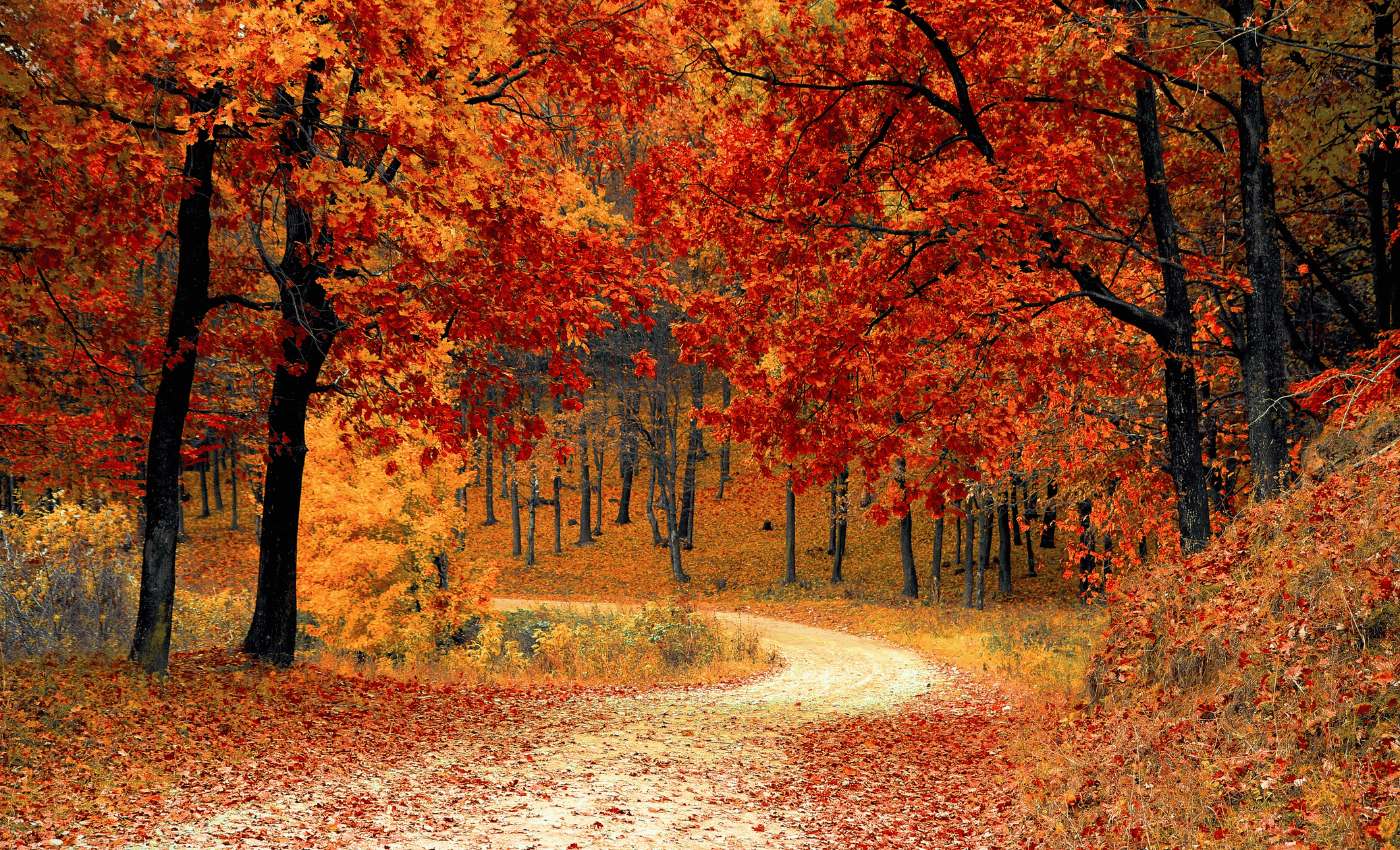 A forest path in fall foliage.