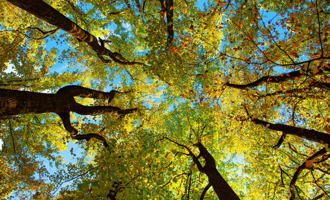Fall colors from the base of the tree looking up.