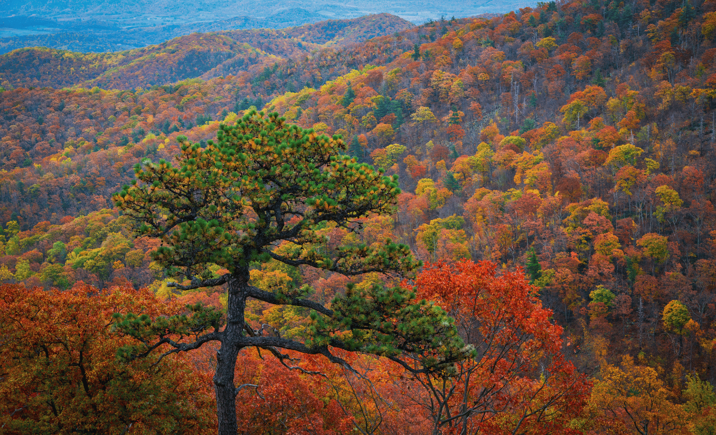 The autumn colors of shenandoah national park mountains.