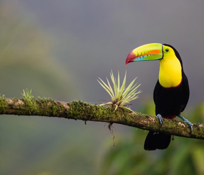 Costa Rica Wildlife Hikes