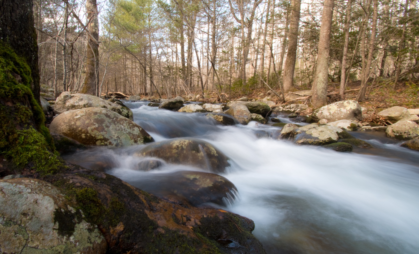 a roaring creek with trees lining the banks in the woods