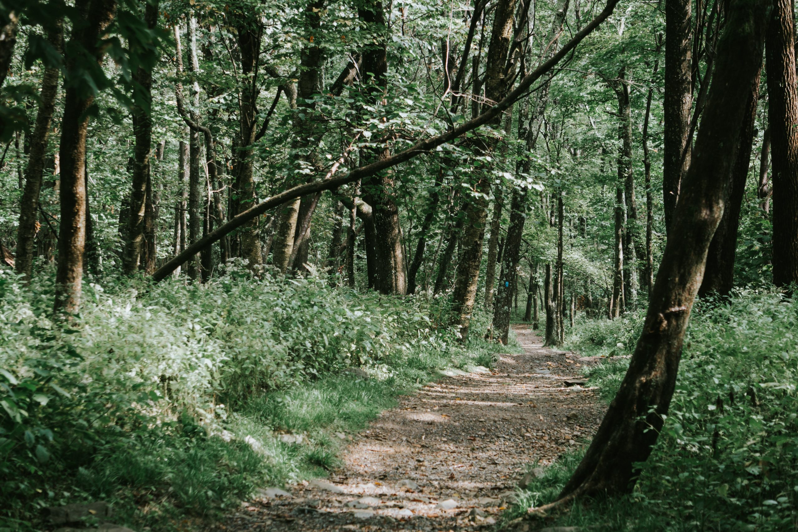 Shenandoah hiking
