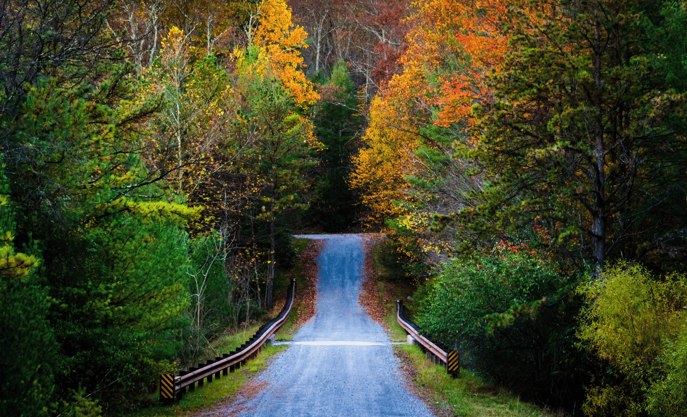Long remote road going straight through michaux state forest.