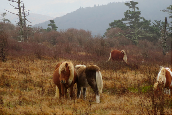 four wild horses in the fall on top of Mount Rogers in Virginia
