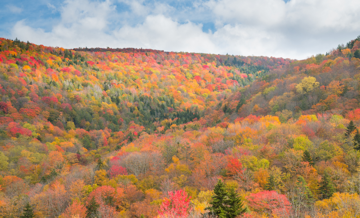 many trees of varying fall colors on a hill side