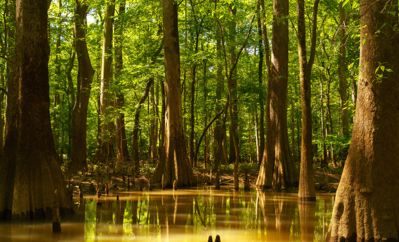 trees in muddy water at congaree national park