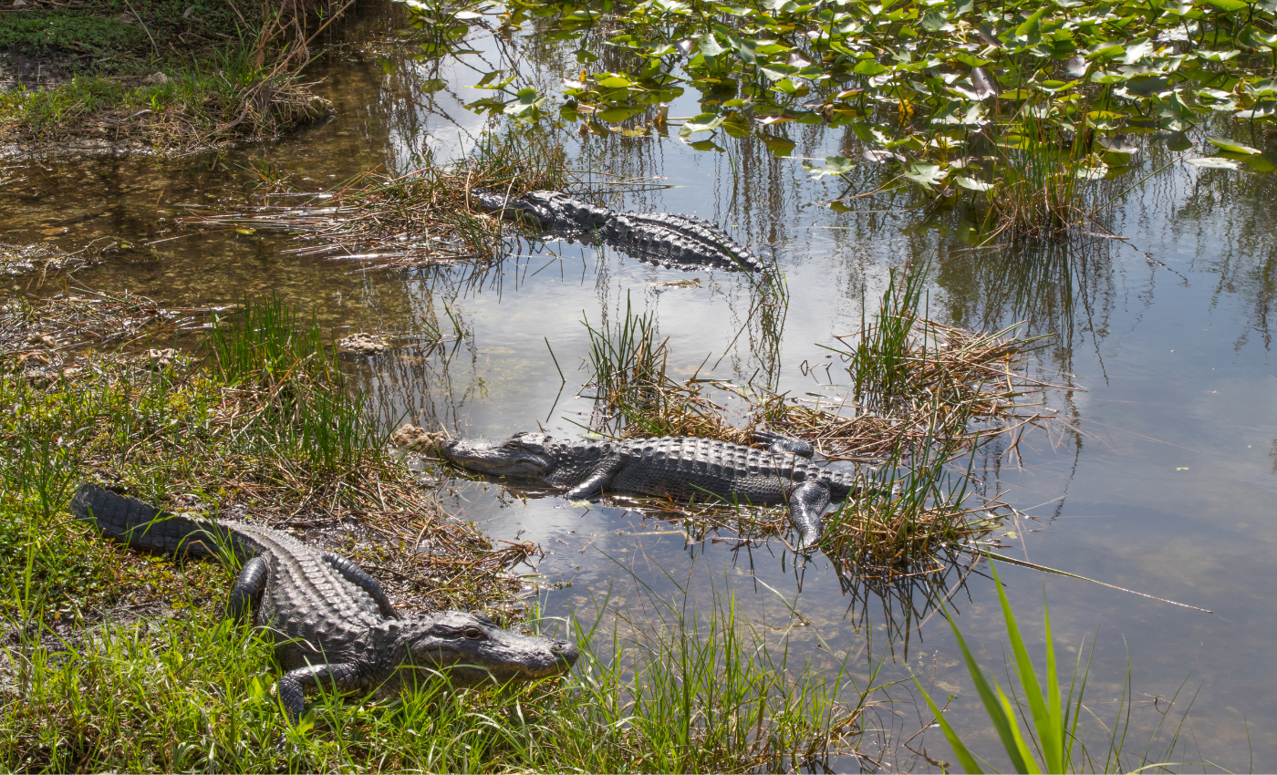 three crocodiles lay in the grass at everglades national park