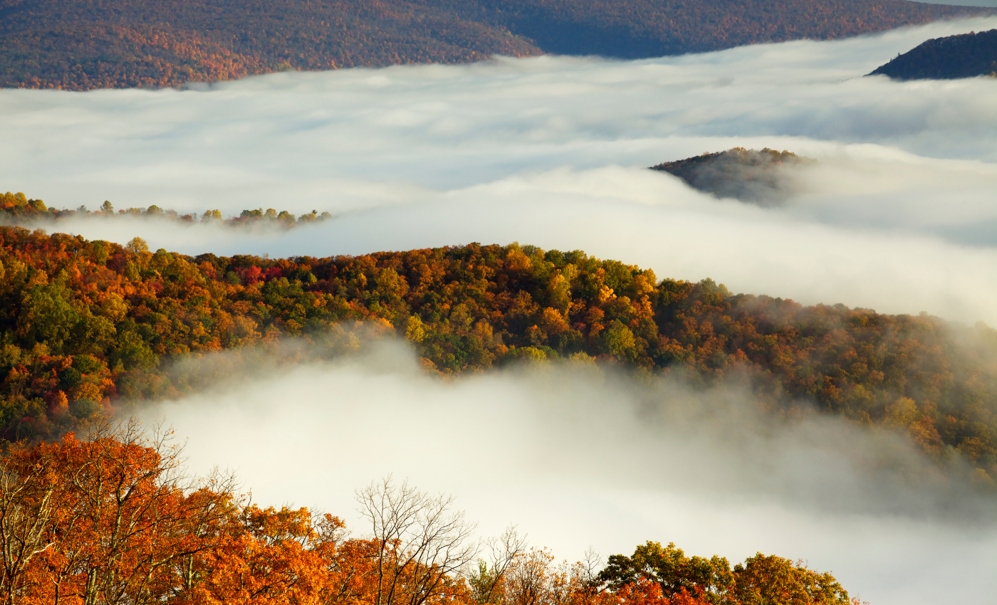 fog rolls through a valley with golden yellow and orange trees in Shenandoah National Park